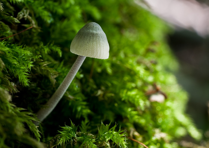 Mycena amicta